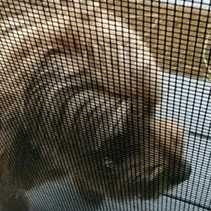 Meet your Posher, Jean